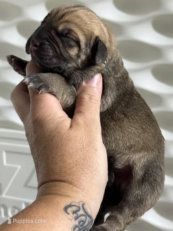 Green boy  – Cane Corso puppy for sale in Casa Grande, AZ