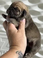 Green boy , a male Cane Corso for sale in Casa Grande, AZ – 1 of 4