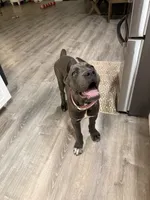 Mula , a female Cane Corso for sale in Casa Grande, AZ – 3 of 6