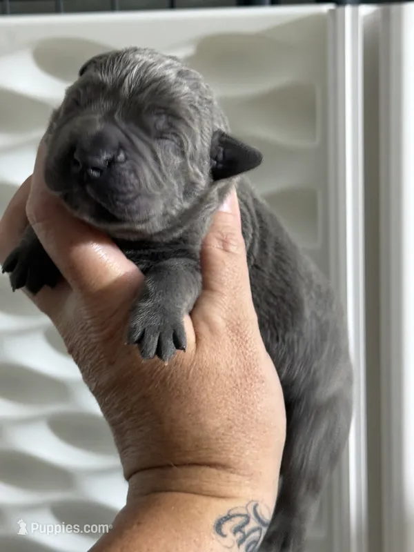 Blue boy  – Cane Corso puppy for sale in Casa Grande, AZ