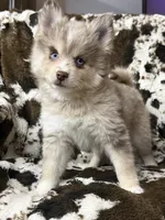 Lincoln , a male Pomsky for sale in Casa Grande, AZ – 1 of 5