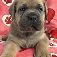 Blue boy, a male Cane Corso for sale in Casa Grande, AZ – Photo 4 of 6