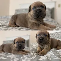 processed/c34a3c32-a217-4e8a-b0a0-99762d039b92/listing/cfd1c378-3205-472e-8ebe-f9961ba56313/4bce818f-9114-4713-ae1f-c46be91d4e2a