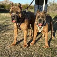 Blue boy, a male Cane Corso for sale in Casa Grande, AZ – Photo 5 of 6