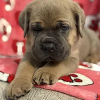Blue boy, a male Cane Corso for sale in Casa Grande, AZ – Photo 3 of 6