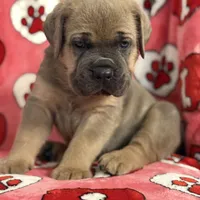 Blue boy, a male Cane Corso for sale in Casa Grande, AZ – Photo 2 of 6