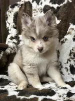 Lincoln , a male Pomsky for sale in Casa Grande, AZ – 2 of 5