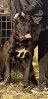 Black boy , a male Cane Corso for sale in Casa Grande, AZ – 2 of 4