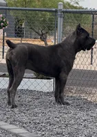 Purple girl , a female Cane Corso for sale in Casa Grande, AZ – 5 of 5