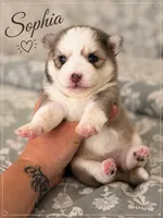 Sophia , a female Pomsky for sale in Casa Grande, AZ – 2 of 4