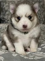 Sophia , a female Pomsky for sale in Casa Grande, AZ – 3 of 4