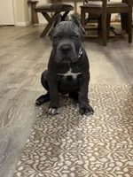 Pink girl , a female Cane Corso for sale in Casa Grande, AZ – 2 of 5