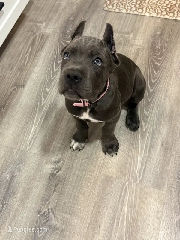 Pink girl  – Cane Corso puppy for sale in Casa Grande, AZ