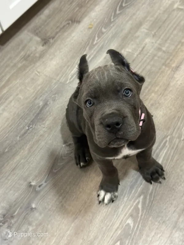 Pink girl  – Cane Corso puppy for sale in Casa Grande, AZ