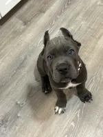 Pink girl , a female Cane Corso for sale in Casa Grande, AZ – 1 of 5