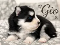 Gio , a male Pomsky for sale in Casa Grande, AZ – 2 of 4