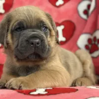 Yellow girl, a female Cane Corso for sale in Casa Grande, AZ – Photo 3 of 6