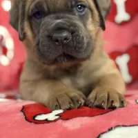 Yellow girl, a female Cane Corso for sale in Casa Grande, AZ – Photo 2 of 6