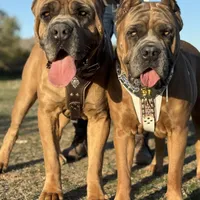 Yellow girl, a female Cane Corso for sale in Casa Grande, AZ – Photo 5 of 6