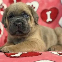 Yellow girl, a female Cane Corso for sale in Casa Grande, AZ – Photo 1 of 6