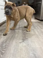 Yellow girl , a female Cane Corso for sale in Casa Grande, AZ – Photo 4 of 4