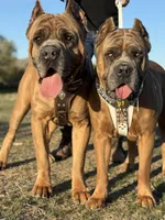 Yellow girl , a female Cane Corso for sale in Casa Grande, AZ – Photo 3 of 4