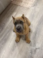 Yellow girl , a female Cane Corso for sale in Casa Grande, AZ – Photo 2 of 4