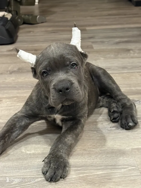 Green boy  – Cane Corso puppy for sale in Casa Grande, AZ