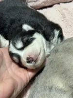 Gio , a male Pomsky for sale in Casa Grande, AZ – 4 of 4