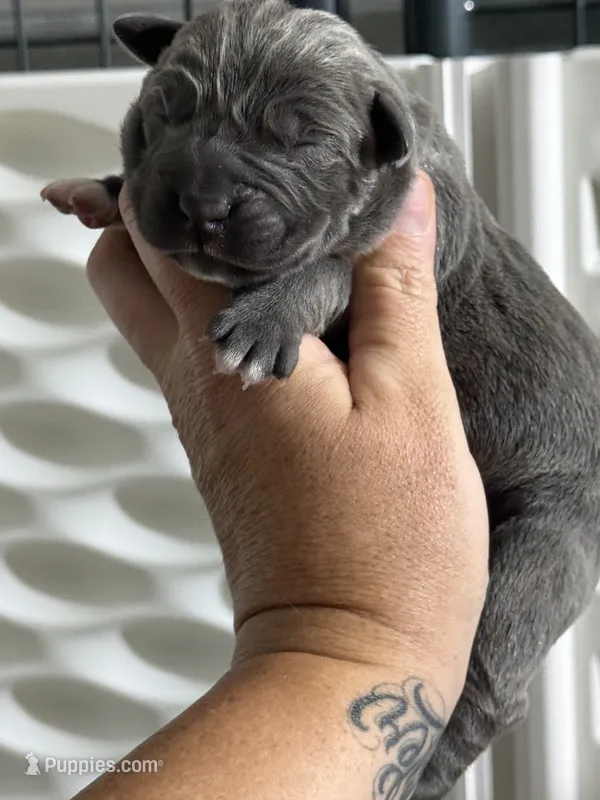 Purple girl , a female Cane Corso for sale in Casa Grande, AZ – 1 of 4