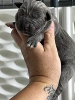 Purple girl , a female Cane Corso for sale in Casa Grande, AZ – 1 of 4