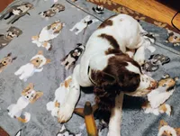 Buddys, a male English Springer Spaniel for sale in St. Paul, MN – 2 of 4