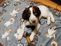 Buddys, a male English Springer Spaniel for sale in St. Paul, MN – 4 of 4