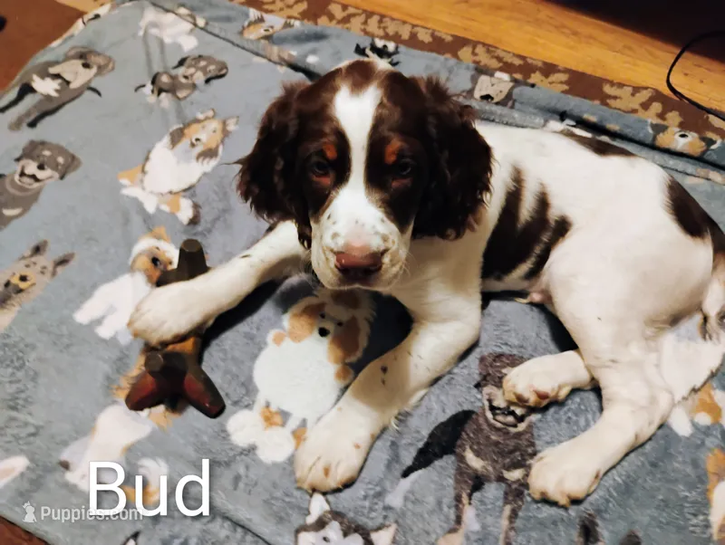 Buddys – English Springer Spaniel puppy for sale in St. Paul, MN