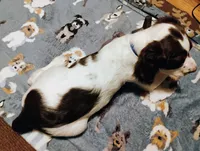 Buddys, a male English Springer Spaniel for sale in St. Paul, MN – 3 of 4