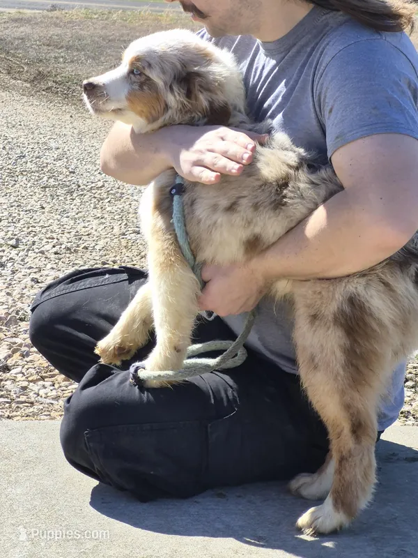 Dew – Australian Shepherd puppy for sale in Wakarusa, KS