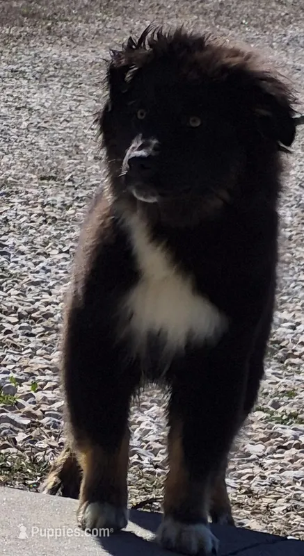 Cola – Australian Shepherd puppy for sale in Wakarusa, KS