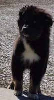 Photo of Cola
