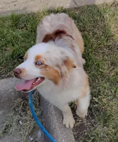 Chunk, a male Australian Shepherd for sale in Wakarusa, KS – Photo 4 of 4