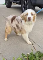Chunk, a male Australian Shepherd for sale in Wakarusa, KS – Photo 3 of 4
