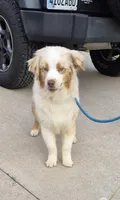 Chunk, a male Australian Shepherd for sale in Wakarusa, KS – Photo 2 of 4