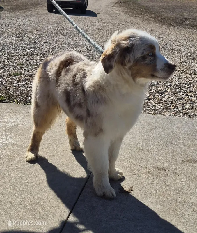 Chunk – Australian Shepherd puppy for sale in Wakarusa, KS