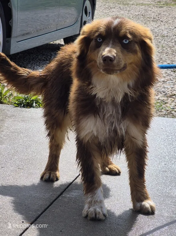 Root – Australian Shepherd puppy for sale in Wakarusa, KS