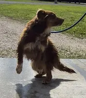 Root, a female Australian Shepherd for sale in Wakarusa, KS – 4 of 4