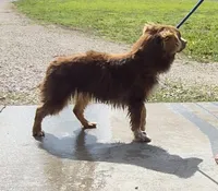 Root, a female Australian Shepherd for sale in Wakarusa, KS – 3 of 4