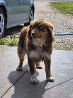 Root, a female Australian Shepherd for sale in Wakarusa, KS – 2 of 4