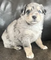 Clem, a male Miniature Australian Shepherd for sale in Sulphur, OK – 6 of 6