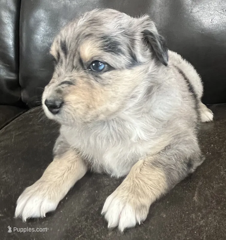 Clem – Miniature Australian Shepherd puppy for sale in Sulphur, OK
