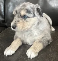 Clem, a male Miniature Australian Shepherd for sale in Sulphur, OK – 1 of 6