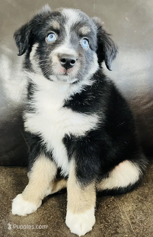 Daisy  – Miniature Australian Shepherd puppy for sale in Sulphur, OK
